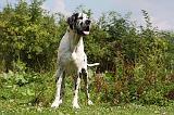 DOGUE ALLEMAND 239
